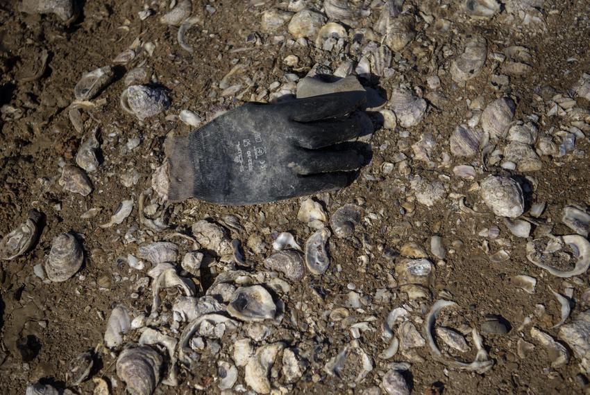 Oyster recall in Texas’ Galveston Bay is another blow to industry The Texas Tribune